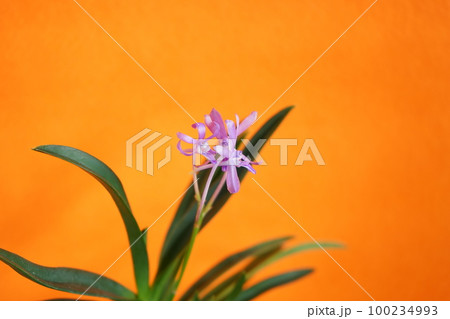 洋ラン ブルースター 100234993