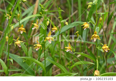 山地の湿地に群生して生える黄褐色の花の総状花序が目を引くカキランが綺麗です 山地の湿地に群生して生える黄褐色の花の総状花序が目を引くカキランが綺麗です 100235103