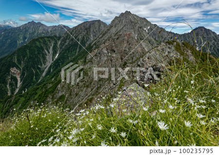 北アルプス・西穂高岳に咲くタカネツメクサと奥穂高岳への稜線・槍ヶ岳の眺め 100235795