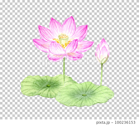 Lotus flower watercolor illustration analog hand drawn background transparent png 100236153
