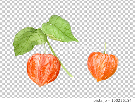 Physalis watercolor illustration analog hand drawn background transparent png 100236154