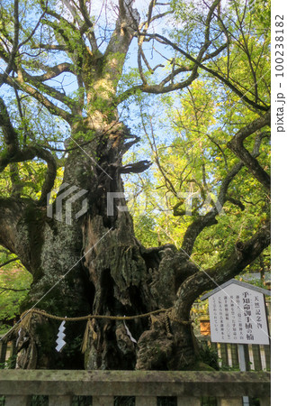 愛媛・大三島 大山祇神社 乎知命御手植の楠 愛媛・大三島 大山祇神社 乎知命御手植の楠 100238182