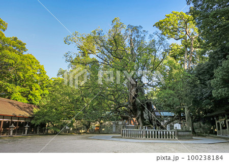 愛媛・大三島 大山祇神社 乎知命御手植の楠 100238184