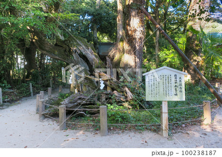 愛媛・大三島 大山祇神社 能因法師 雨乞いの楠 100238187