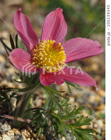 オキナグサの花 学名: Pulsatilla cernua オキナグサの花 学名: Pulsatilla cernua 100239345