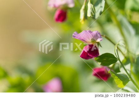 えんどう豆の花 100239480