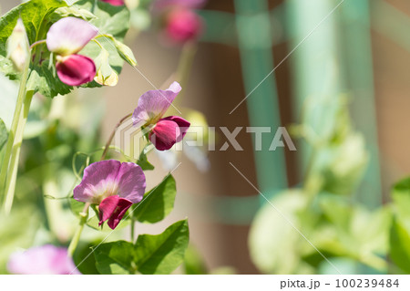 えんどう豆の花 100239484