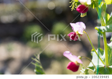 えんどう豆の花 100239485