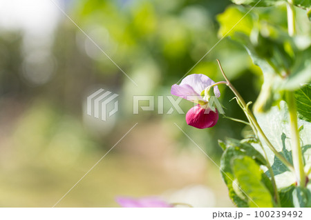 えんどう豆の花 100239492