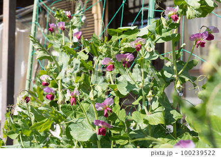 えんどう豆の花 100239522