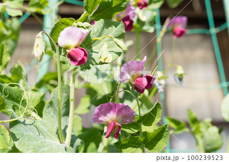 えんどう豆の花 100239523