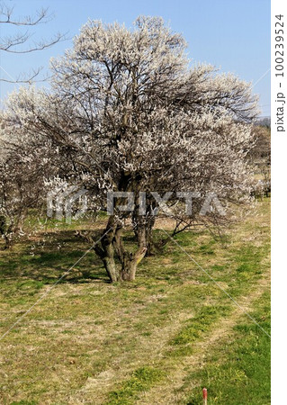 ゆずの里毛呂山町の早春を彩る満開の梅と青空に田舎道の風景 100239524