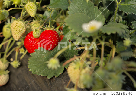 いちご狩り 100239540