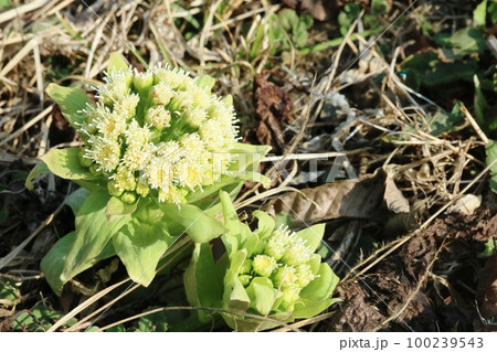 春の日差しに誘われて咲き始めたフキノトウ（蕗の薹） 100239543