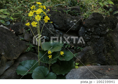 初冬に鮮やかな黄色い花をつけるツワブキ 100239941