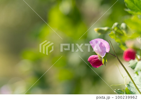 えんどう豆の花 えんどう豆の花 100239962