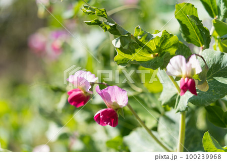 えんどう豆の花 100239968