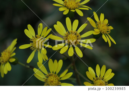 初冬に鮮やかな黄色い花をつけるツワブキ 100239985