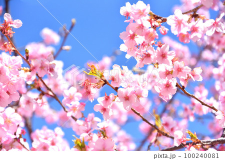満開の河津桜 満開の河津桜 100240081