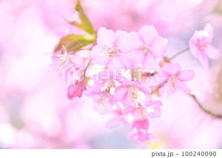 満開の河津桜 100240090