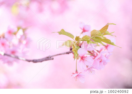 満開の河津桜 100240092