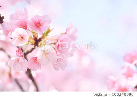 満開の河津桜 100240096