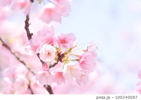 満開の河津桜 100240097