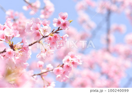 満開の河津桜 100240099