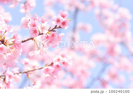 満開の河津桜 満開の河津桜 100240100