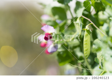 えんどう豆と花 100240123