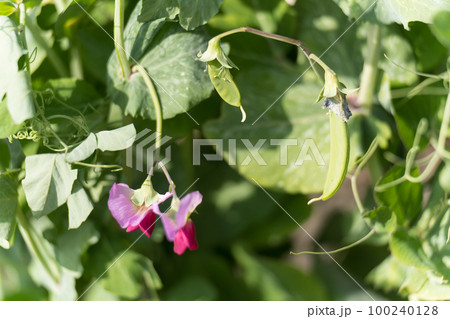 えんどう豆と花 えんどう豆と花 100240128