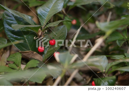 赤い可憐な実をつけるヤブコウジ 100240607
