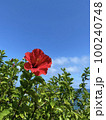 青い空と赤いハイビスカス 100240748