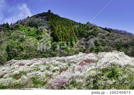 東京都　八王子市　高尾梅郷梅まつり　木下沢梅林（こげさわばいりん) 100240873