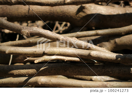 ベージュモノトーンな色調の落ち着きのある間伐した枝木で無造作に囲った山の中の伐採林置き場。 100241273