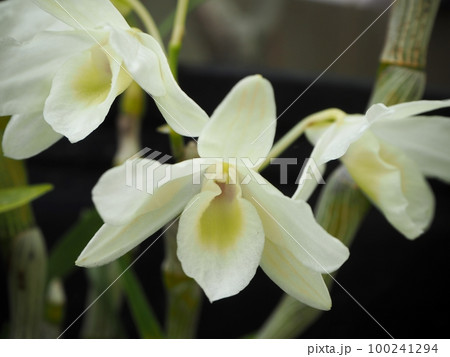 白いデンファレ 100241294