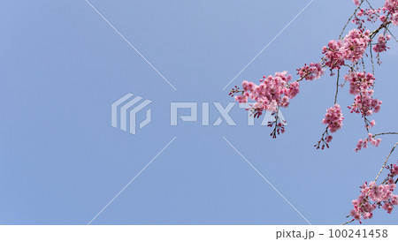 桜、青空と桜、満開の綺麗なさくら、春の季節、自然風景、背景素材、 桜、青空と桜、満開の綺麗なさくら、春の季節、自然風景、背景素材、 100241458