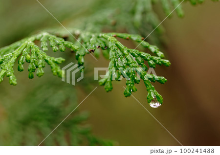 濡れたヒノキの葉 100241488