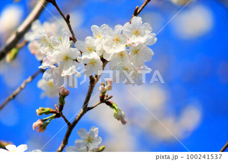 白い大島桜のクローズアップ 100241537