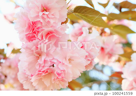 八重桜 100241559