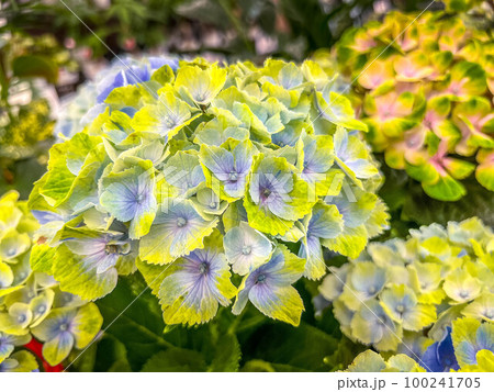 紫陽花の優しい彩り～梅雨～ 100241705