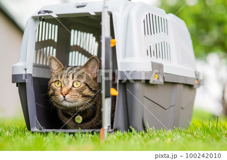 Gray tabby cat lies in a carrier on green grass outdoors.  100242010