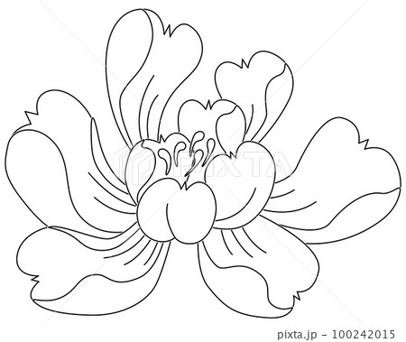 和柄　牡丹_4_白塗り 100242015