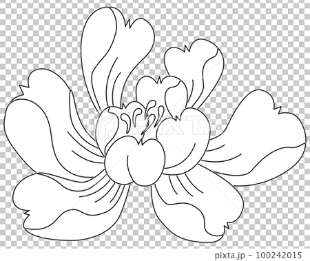 和柄　牡丹_4_白塗り 100242015