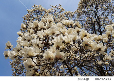 見事なハクモクレン 100242343