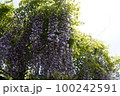 満開の藤の花 100242591