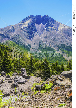 白根葵と白根山（縦） 100242606