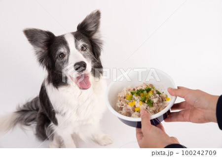 ブラック&ホワイトのボーダーコリーが飼い主さんから手作りご飯のドッグフードをもらって喜んでいるところ 100242709