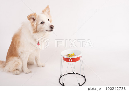 レッドボーダーコリーが飼い主さんから手作りご飯をもらってマテさせられているところ 100242728