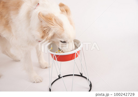 レッドボーダーコリーが飼い主さんから手作りご飯をもらって喜んで食べているところ レッドボーダーコリーが飼い主さんから手作りご飯をもらって喜んで食べているところ 100242729